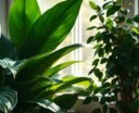 plants as moisture absorbers