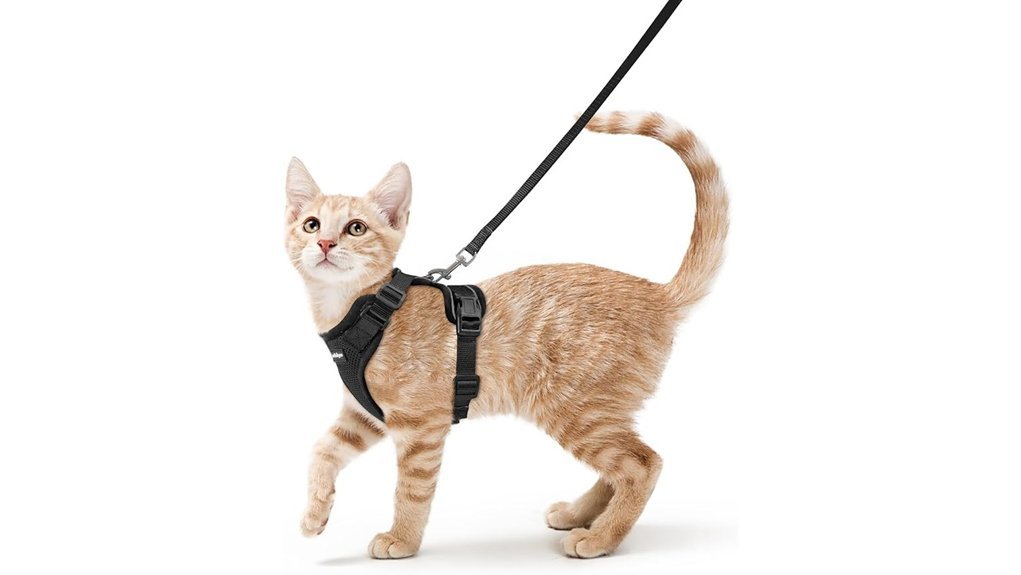 cat harness and leash